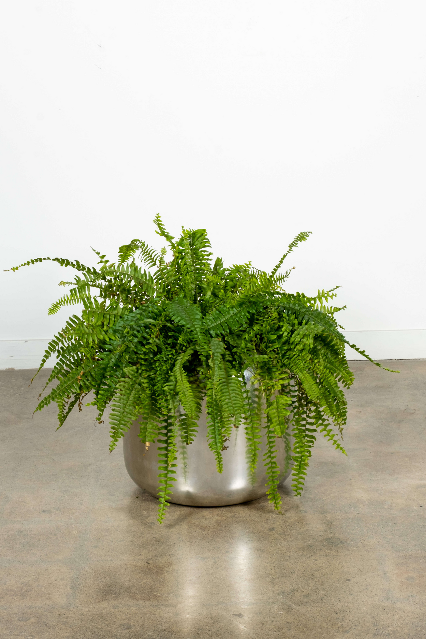 chrome indoor plant pots Chrome Planter