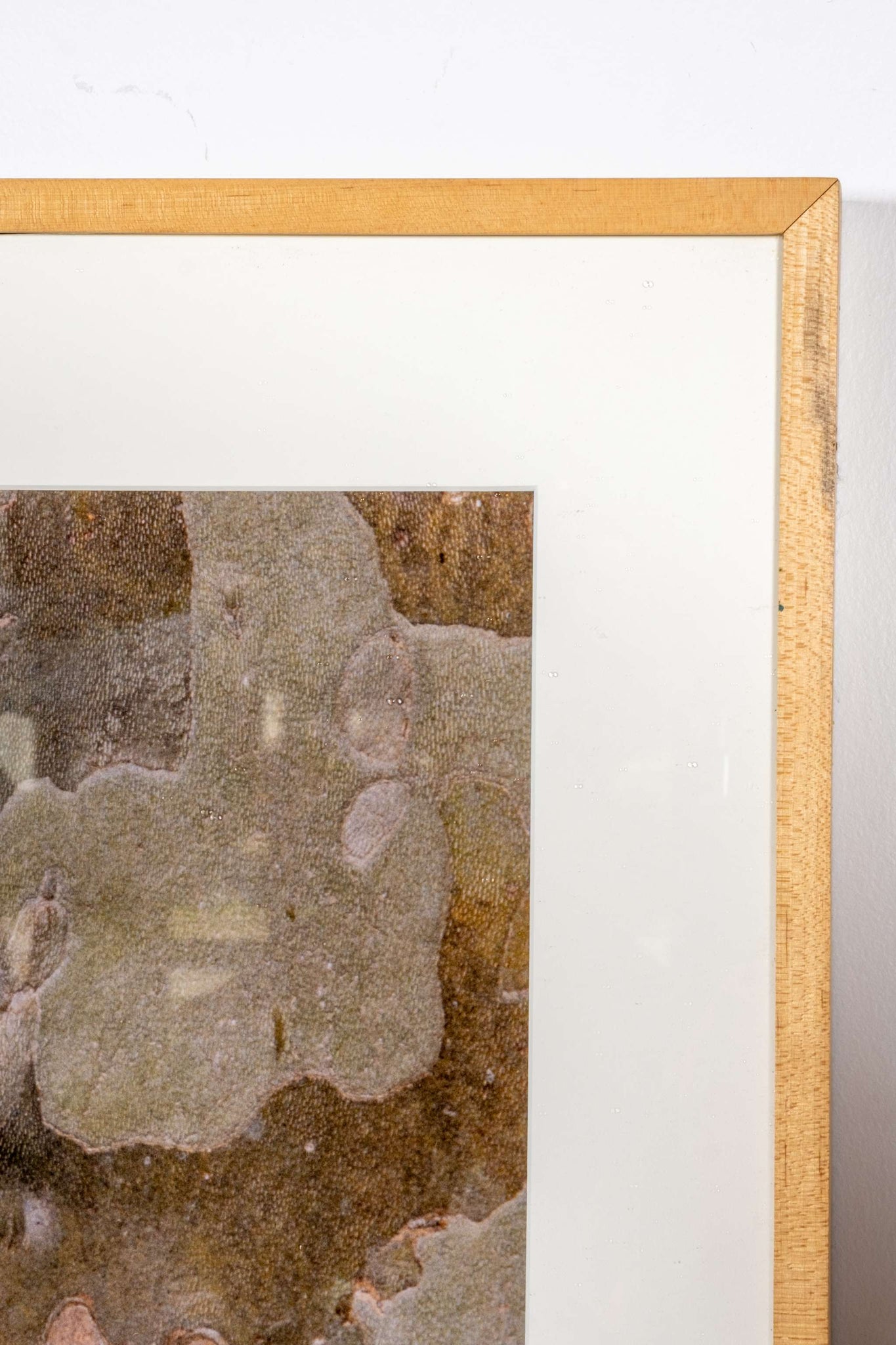 "Bark of Plane Tree I, Provence, France" (1994)