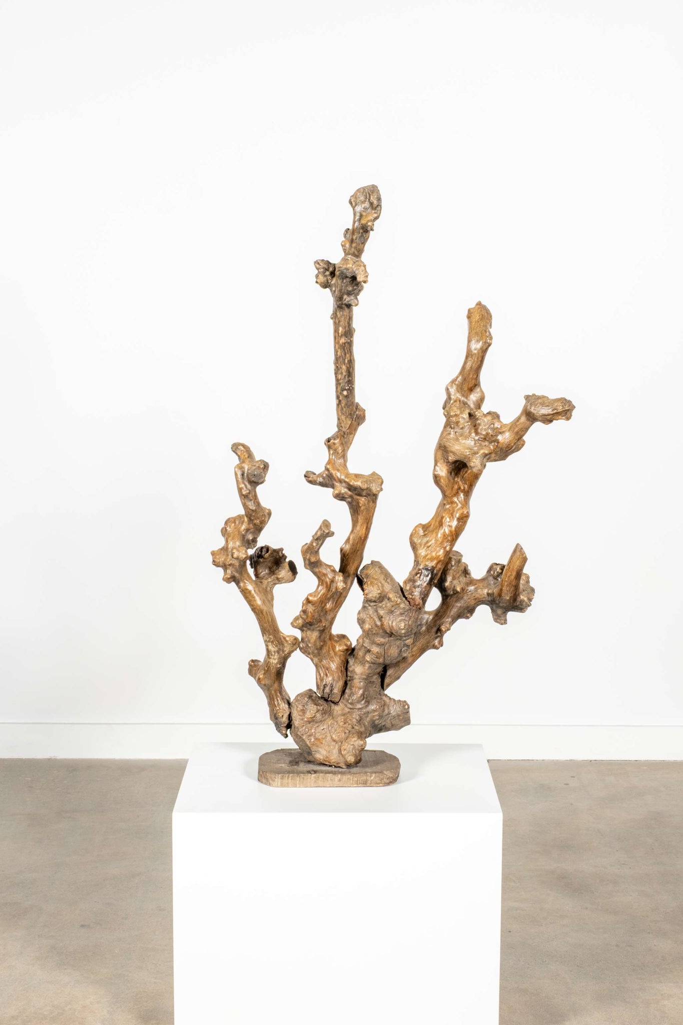 Gnarled Wood Sculpture
