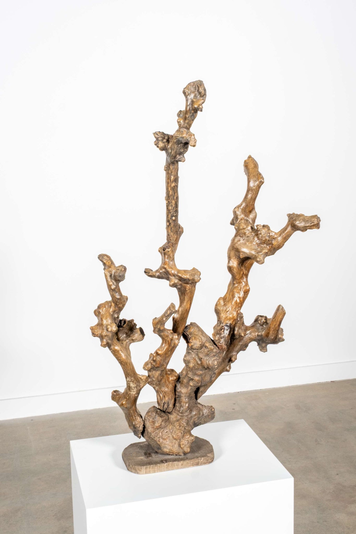 Gnarled Wood Sculpture