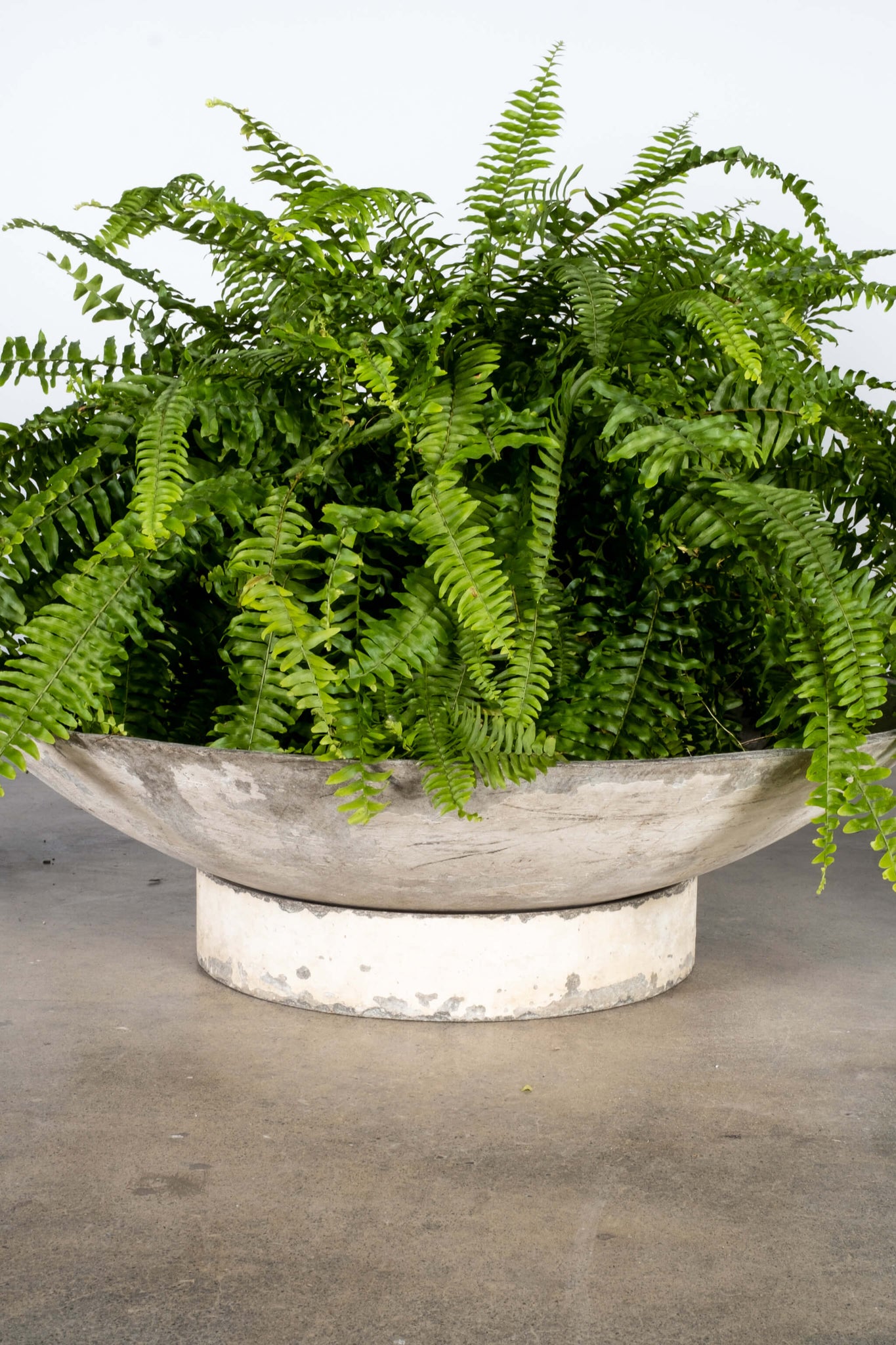 Large Vintage Concrete Saucer Planter on Stand Etex, shown with giant fern