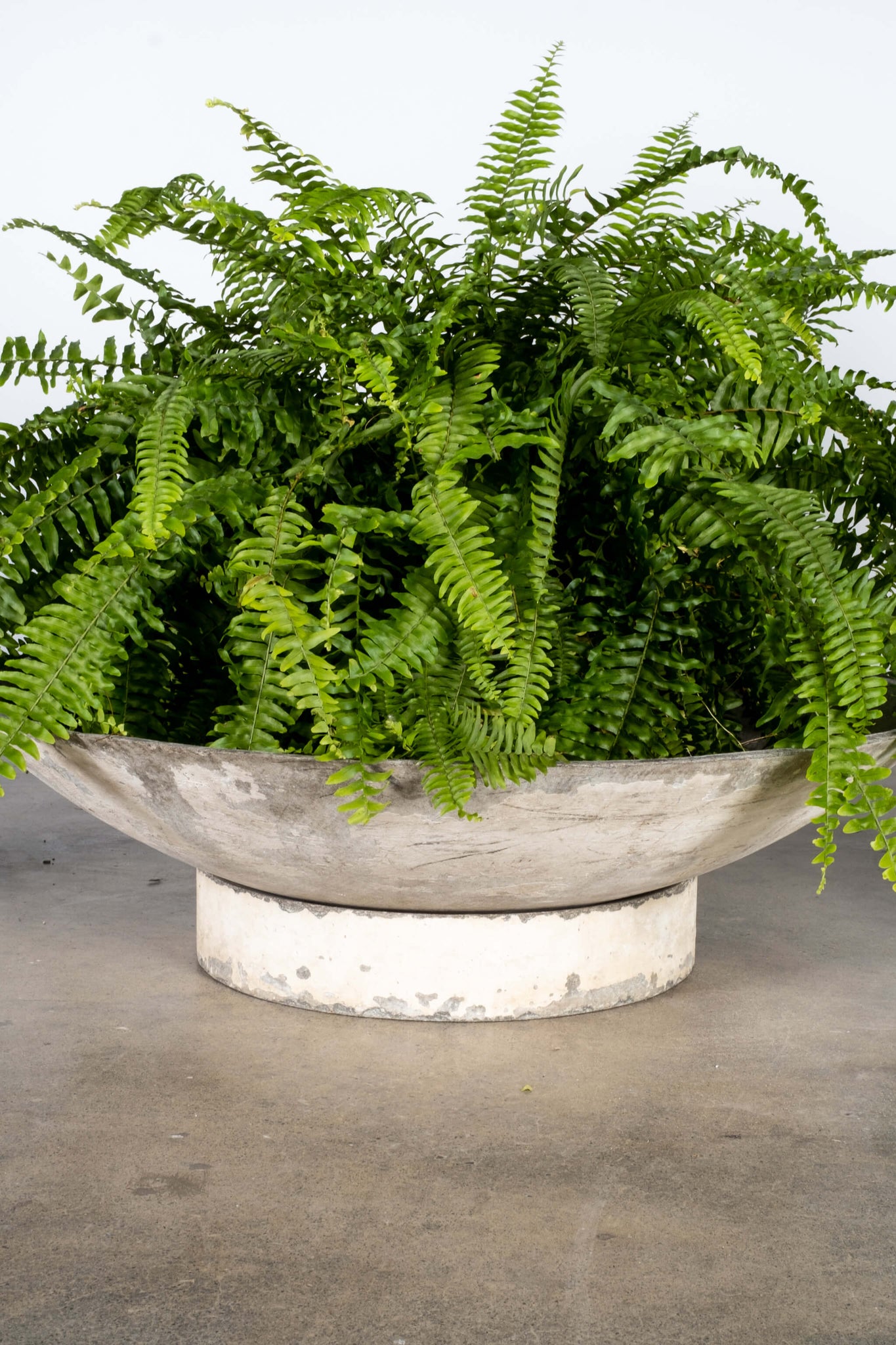 concrete plant saucer Large Saucer Planter on Stand