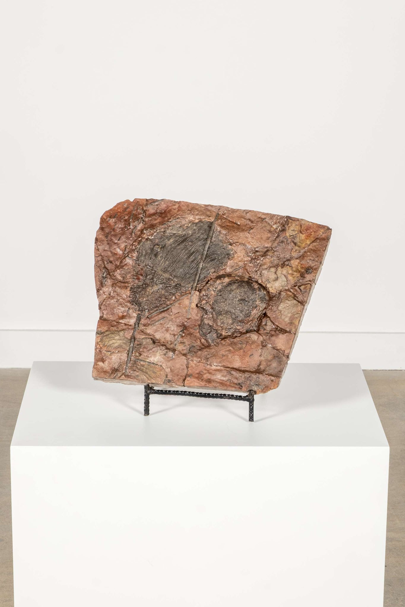 Large Crinoid Fossil with Metal Stand