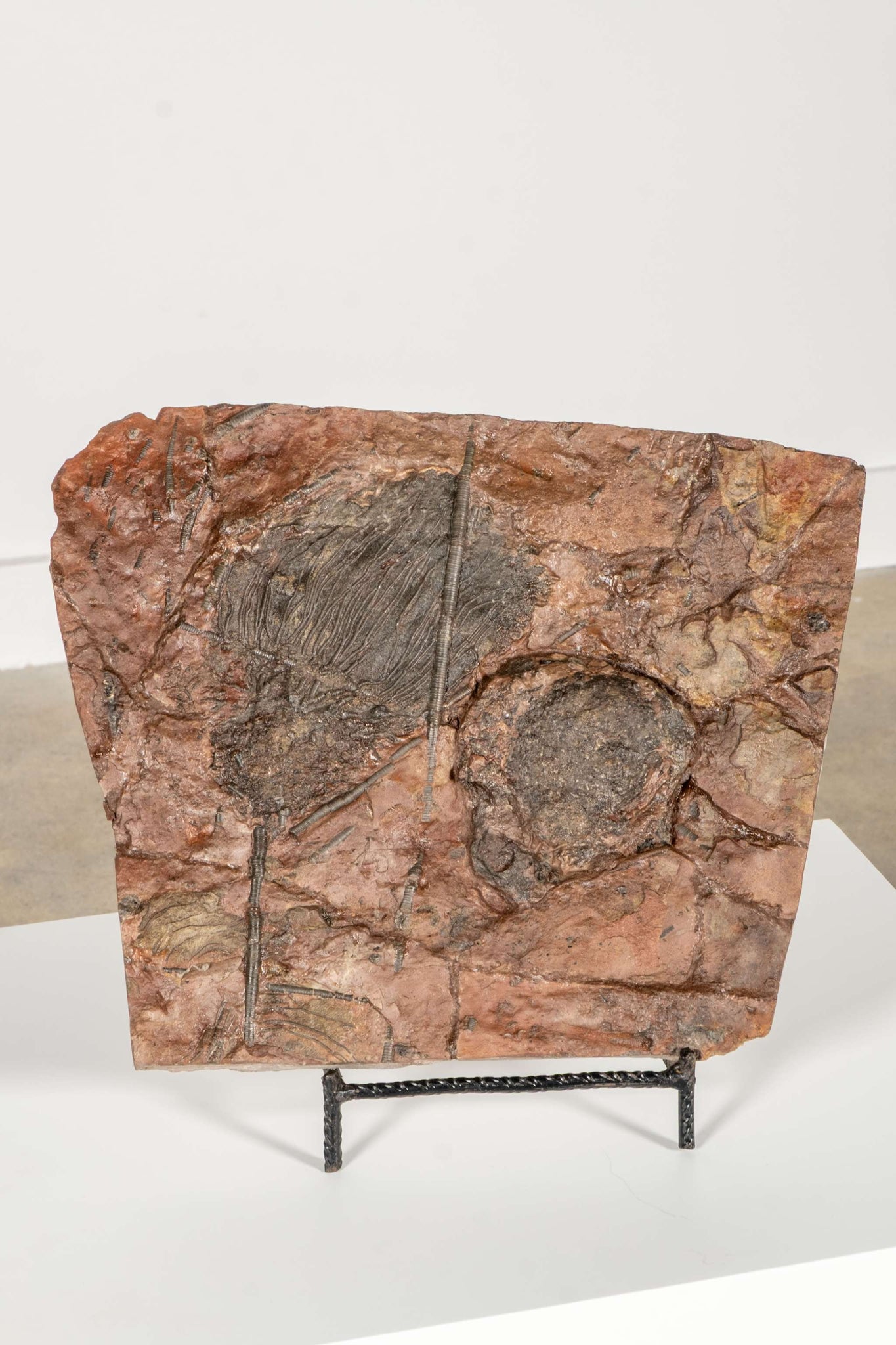 Large Crinoid Fossil with Metal Stand