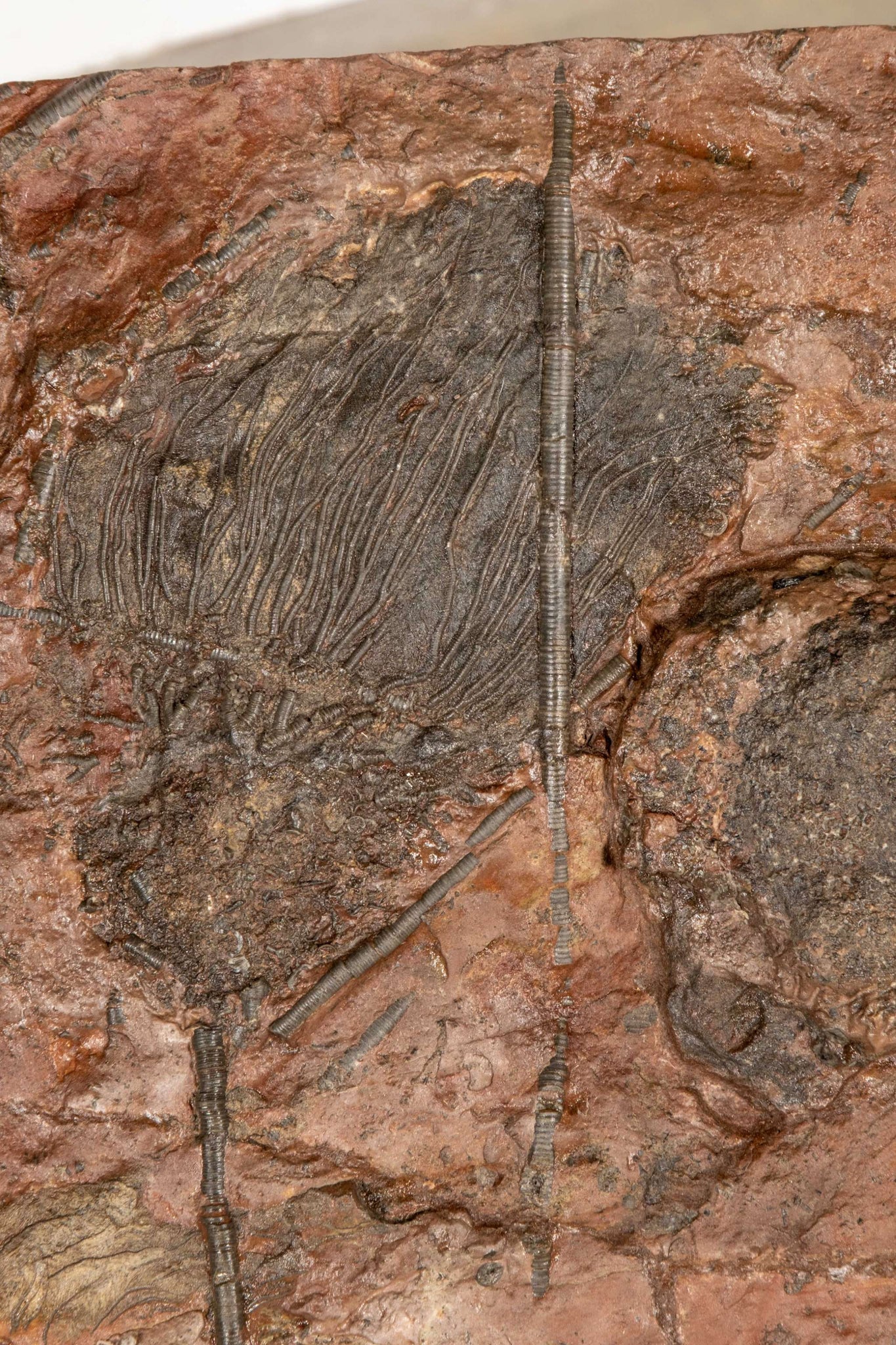 Large Crinoid Fossil with Metal Stand