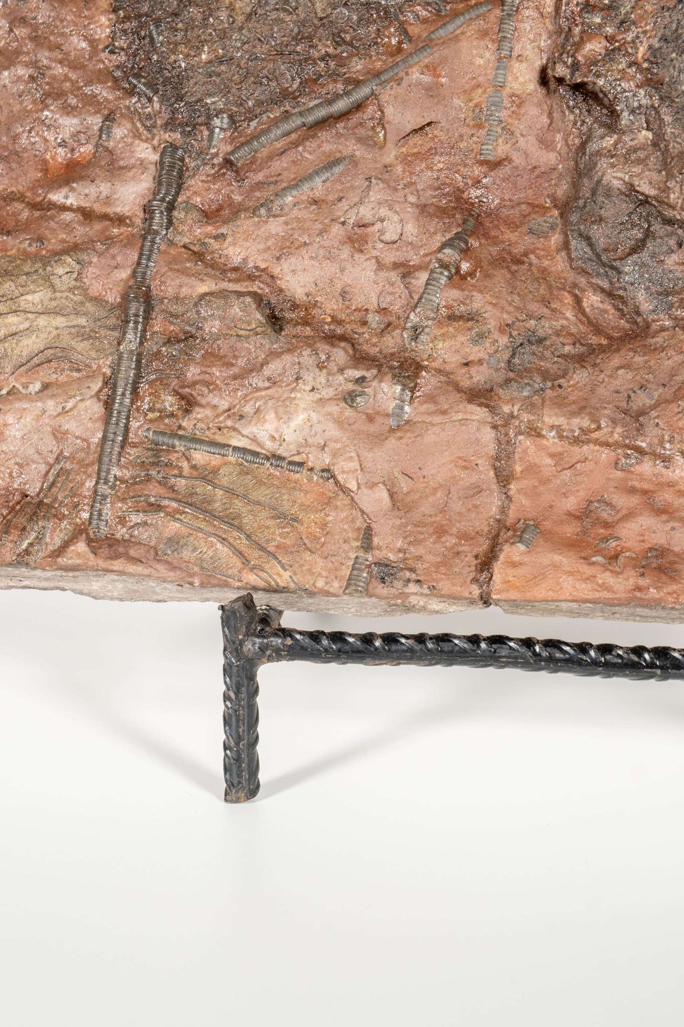 Large Crinoid Fossil with Metal Stand