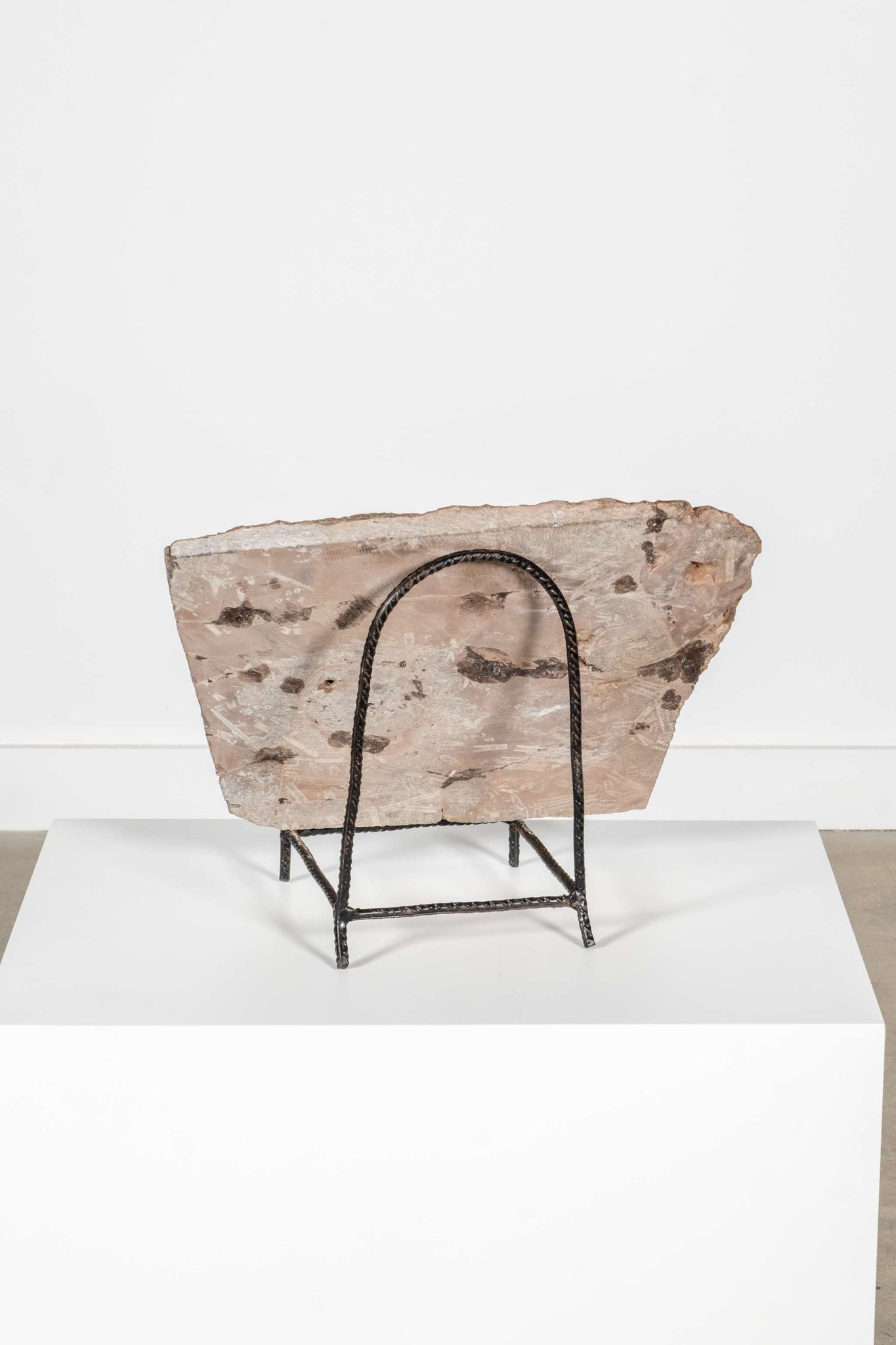 Large Crinoid Fossil with Metal Stand