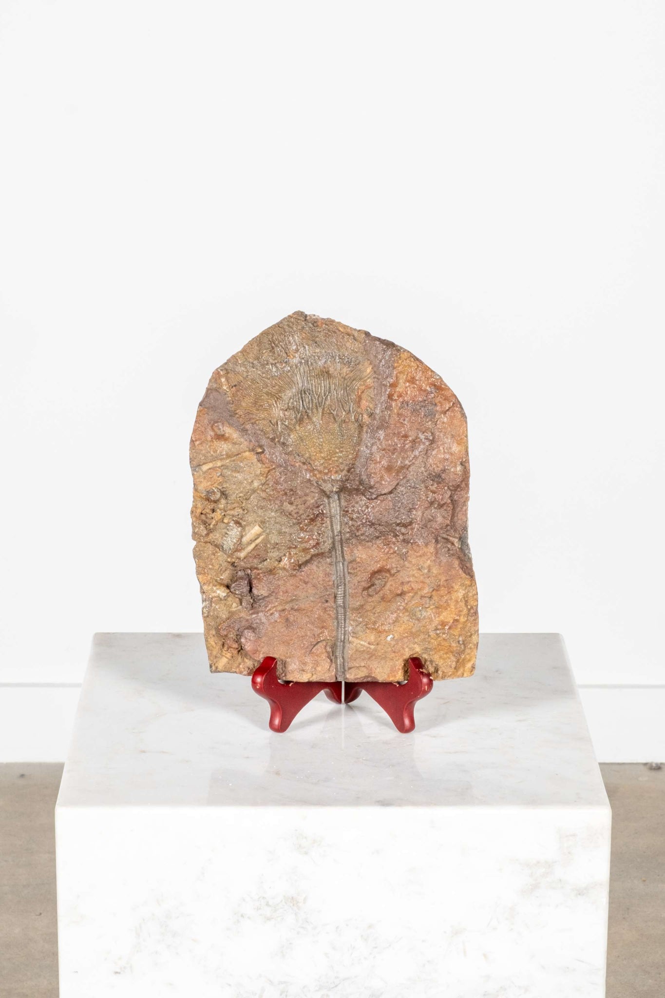 Crinoid Fossil with Wood Stand