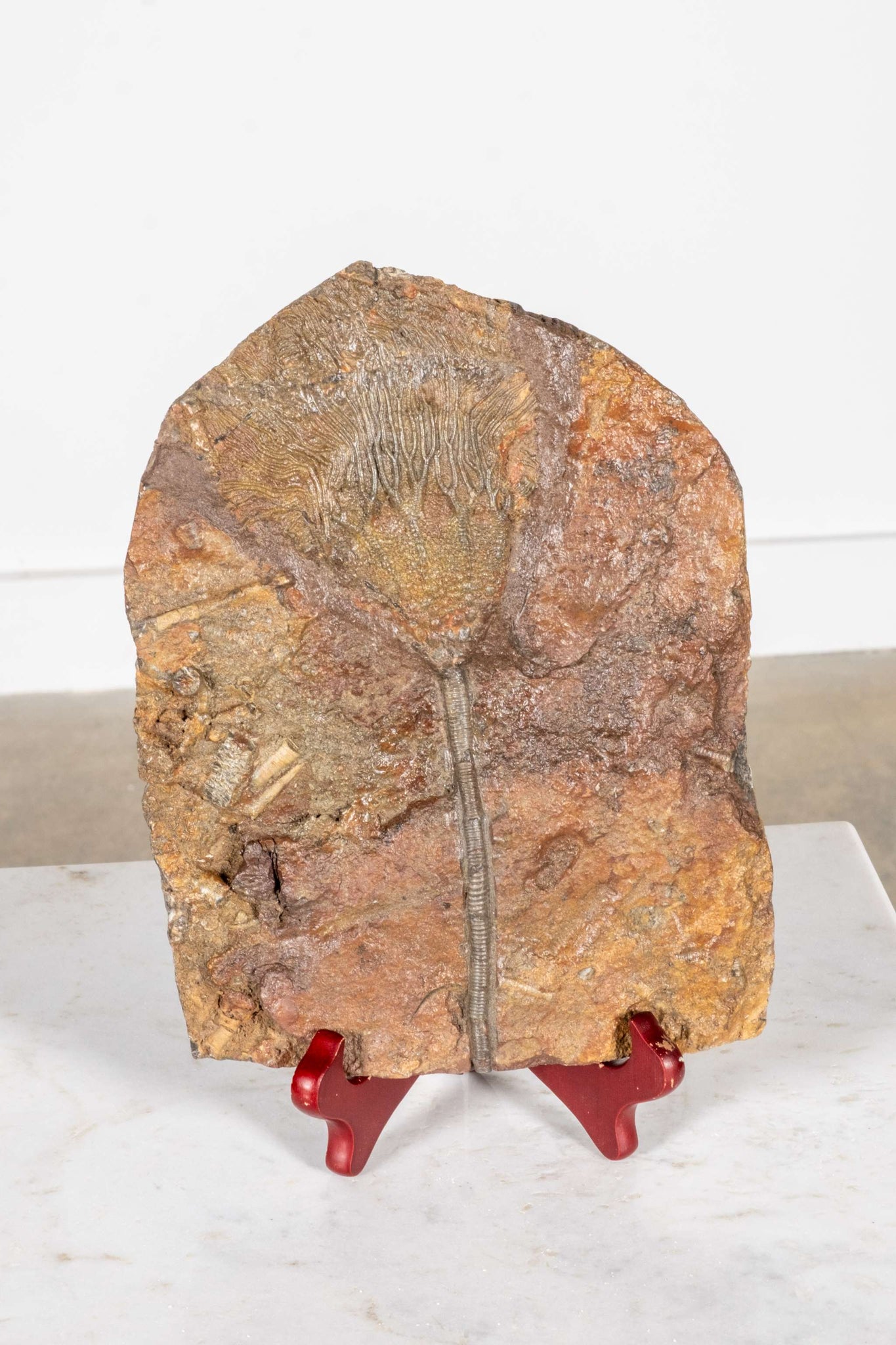 Crinoid Fossil with Wood Stand