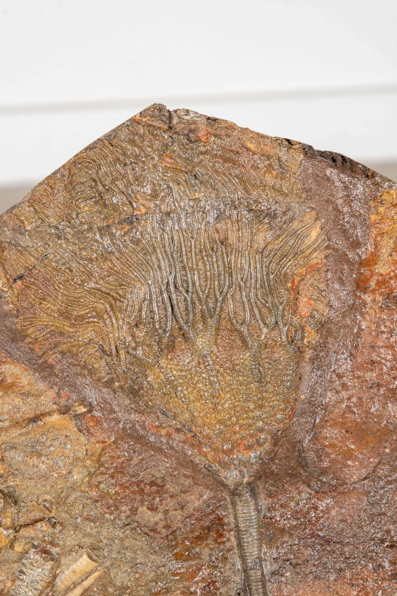 Crinoid Fossil with Wood Stand