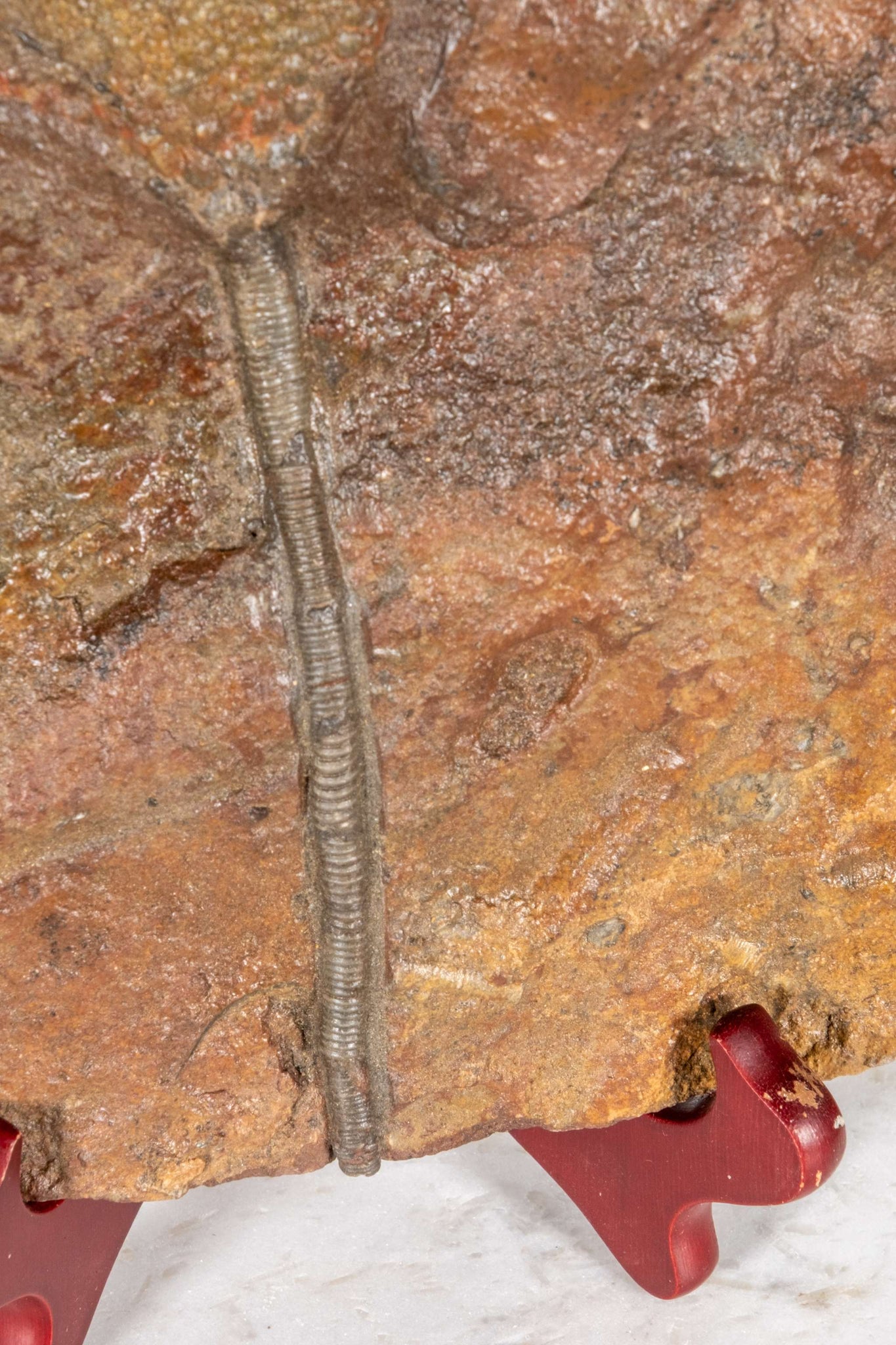 Crinoid Fossil with Wood Stand