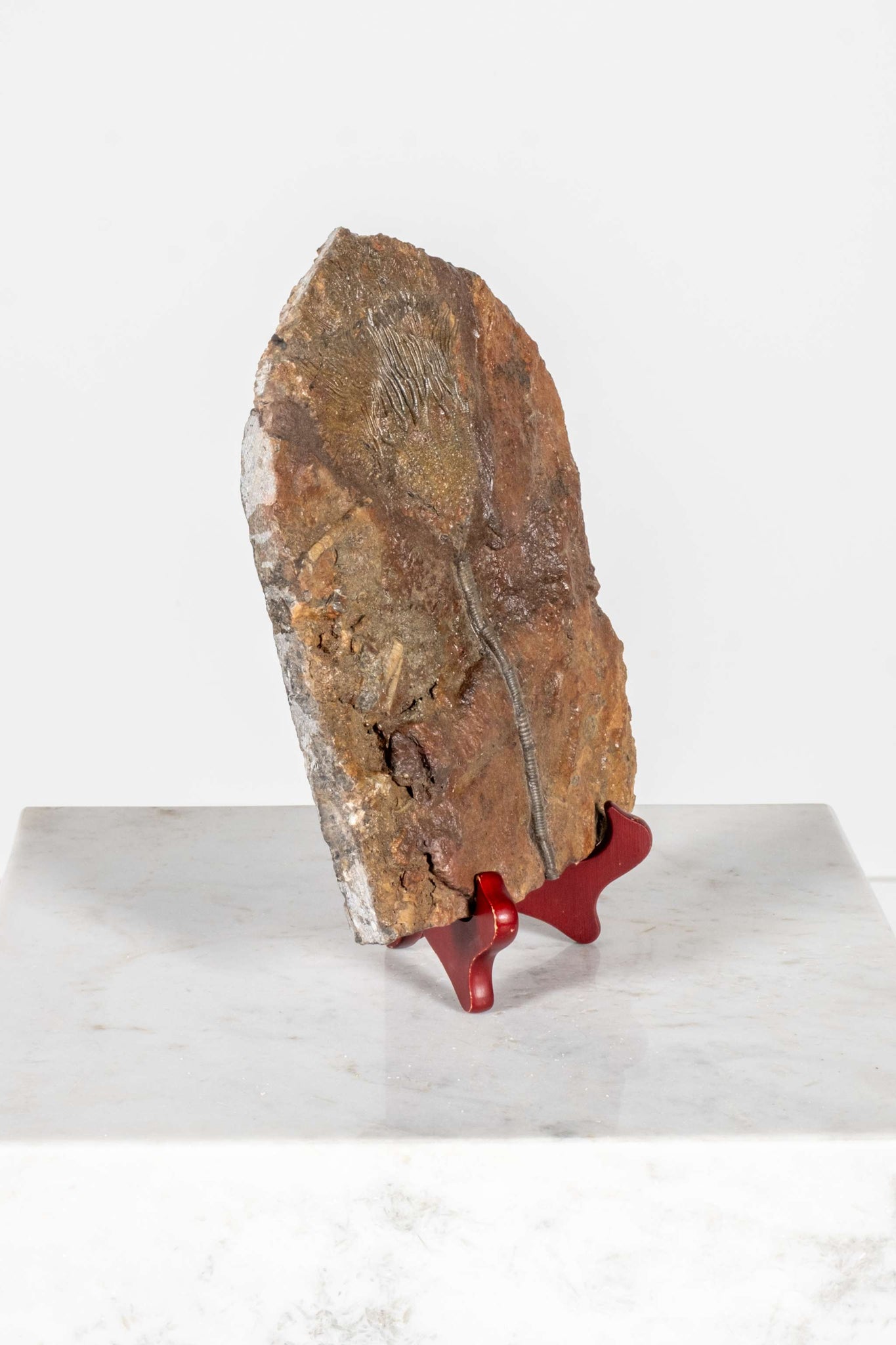 Crinoid Fossil with Wood Stand