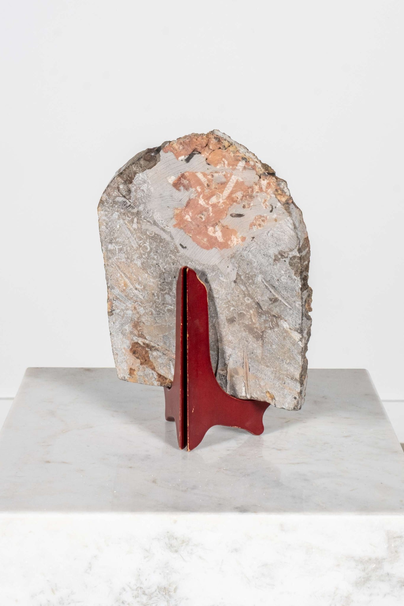 Crinoid Fossil with Wood Stand